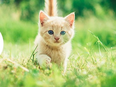 Hrana ideală pentru puii de pisică