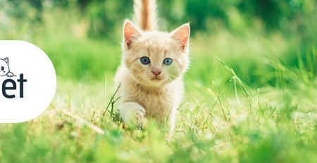 Hrana ideală pentru puii de pisică