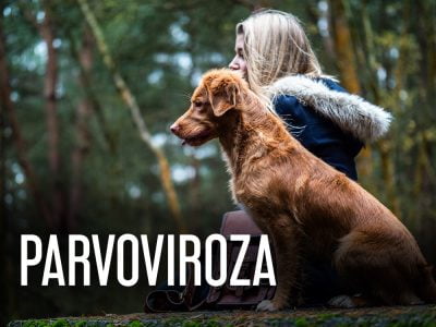 Parvoviroza la câini: Simptome, cauze și tratamente