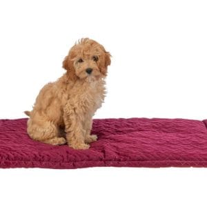 Trixie Saltea Natalya 90x60 cm Bordo