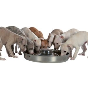 Trixie Castron Inox Pentru Caini Juniori (Puppy) 4 l /38 cm