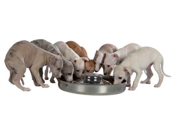 Trixie Castron Inox Pentru Caini Juniori (Puppy) 4 l /38 cm