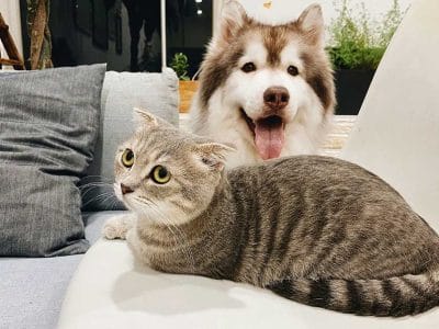 caine sau pisica? ce sa aleg in functie de stilul de viata?