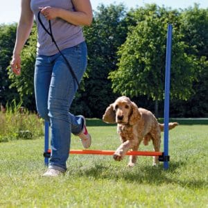 Trixie Obstacol Pentru Caini Fun Agility Plastic 123x115 cm - imagine 3