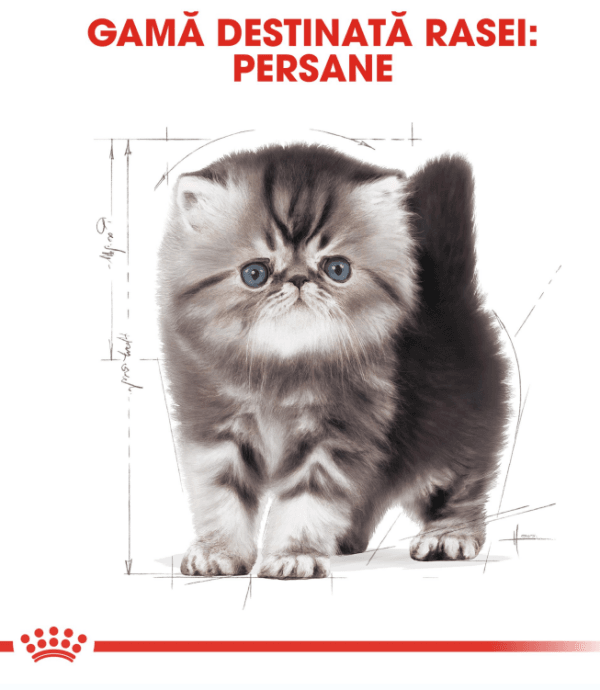 Royal Canin Persian Kitten hrana uscata pisica junior, 400 g