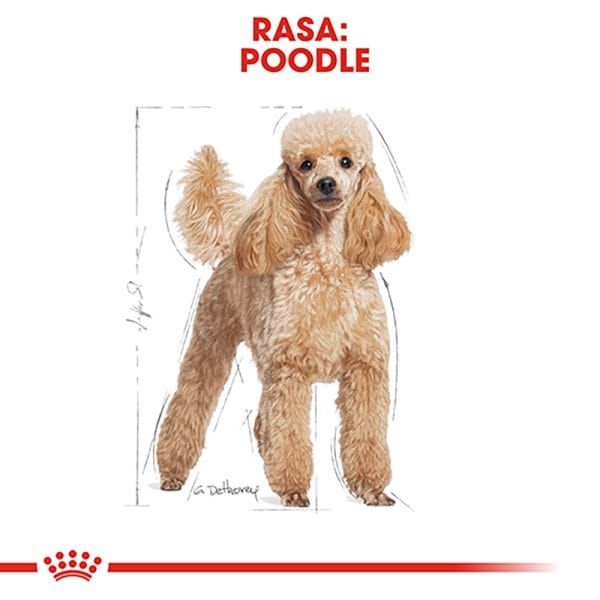 Royal Canin Poodle Adult hrana uscata caine, 1.5 kg