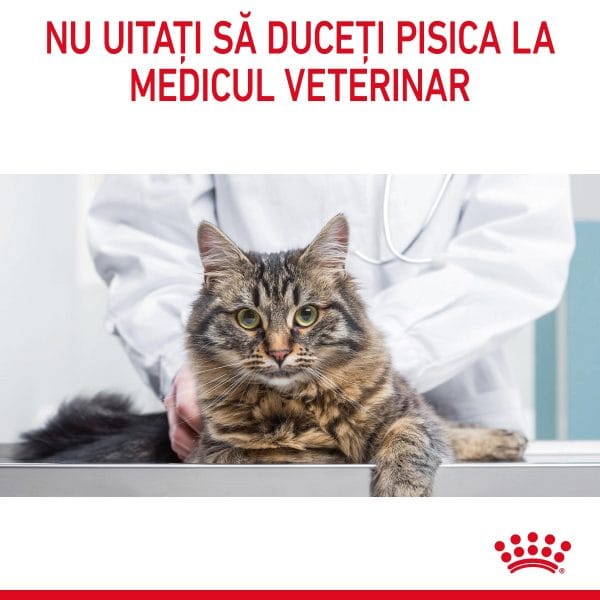 Royal Canin Hair&Skin Care Adult hrana umeda pisica, piele si blana (in sos), 12 x 85 g