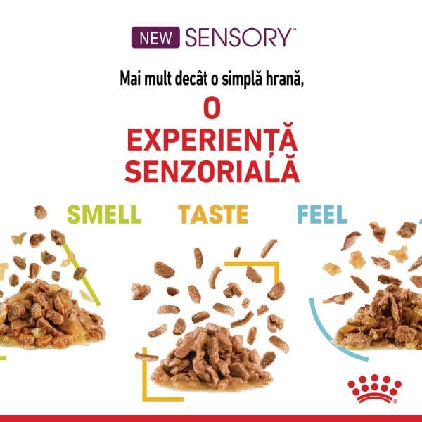Royal Canin Sensory Taste, hrana umeda pisici, stimularea gustului (in sos), 12 x 85 g