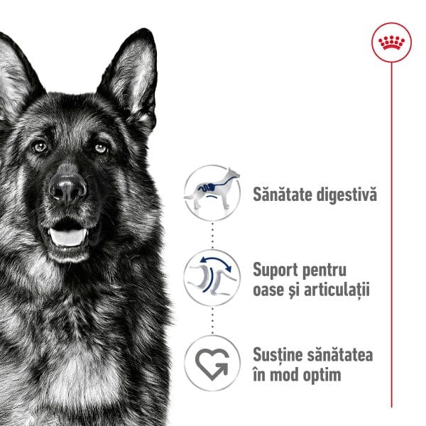 Royal Canin Maxi Adult hrana uscata caine, 15 kg
