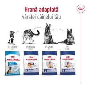 Royal Canin Maxi Adult hrana uscata caine, 15 kg