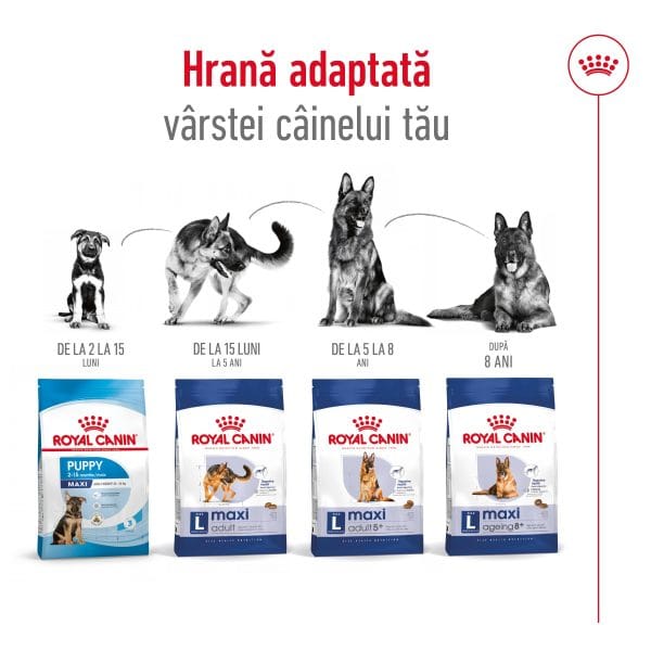 Royal Canin Maxi Adult hrana uscata caine, 15 kg