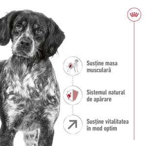 Royal Canin Medium Adult 7+ hrana uscata caine, 4 kg