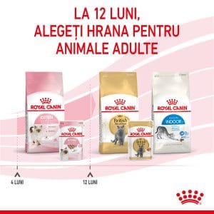 Royal Canin Kitten hrana umeda pisica junior (pate), 12 x 85 g