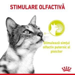 Royal Canin Sensory, hrana umeda pisici, stimularea simturilor (in sos), 12 x 85 g