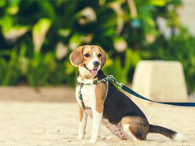 Beagle – un companion perfect pentru familie?