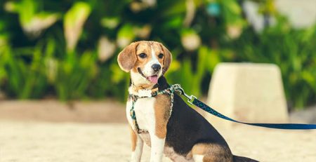 Beagle – un companion perfect pentru familie?