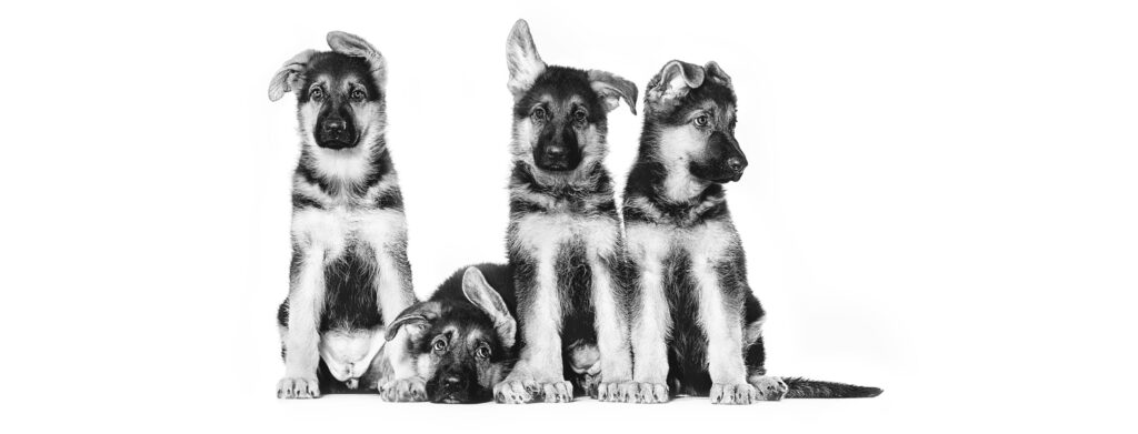 Royal Canin German Shepherd Puppy hrana uscata caine junior Ciobanesc German