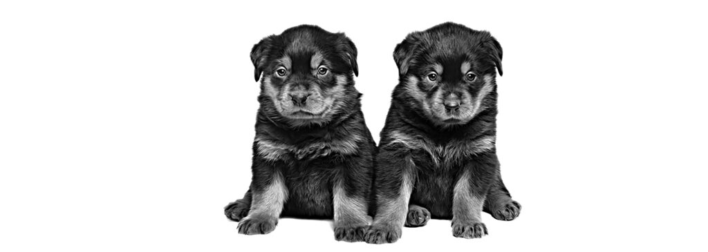 Royal Canin Rottweiler Puppy hrana uscata caine junior, 12 kg