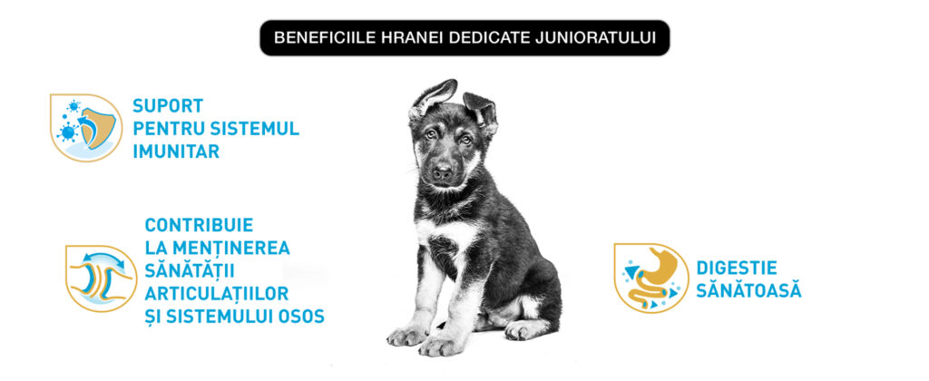 Royal Canin German Shepherd Puppy hrana uscata caine junior Ciobanesc German