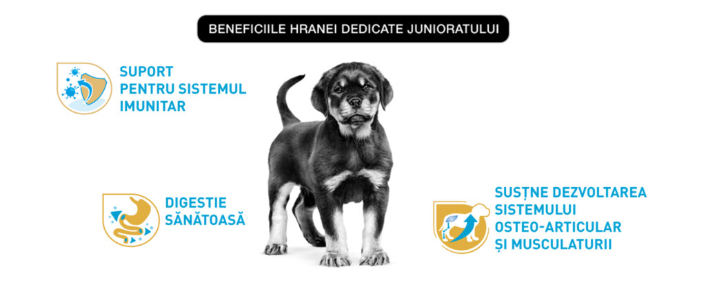 Royal Canin Rottweiler Puppy hrana uscata caine junior, 12 kg