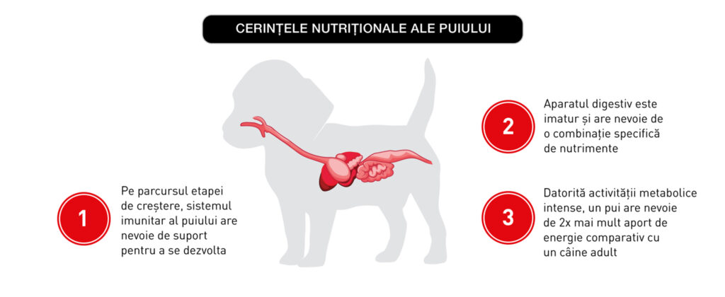 Royal Canin German Shepherd Puppy hrana uscata caine junior Ciobanesc German