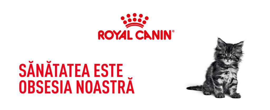 Royal Canin Maine Coon Kitten hrana uscata pisica junior, 10 kg