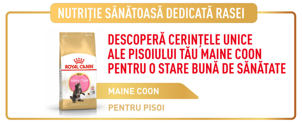 Royal Canin Maine Coon Kitten hrana uscata pisica junior, 10 kg