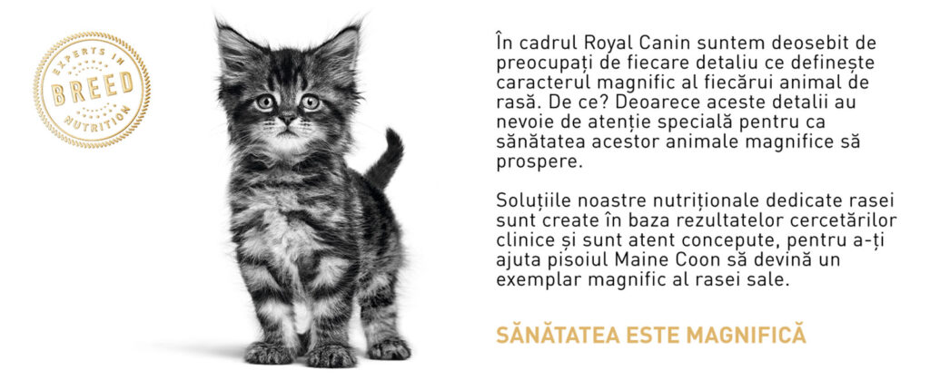 Royal Canin Maine Coon Kitten hrana uscata pisica junior, 10 kg