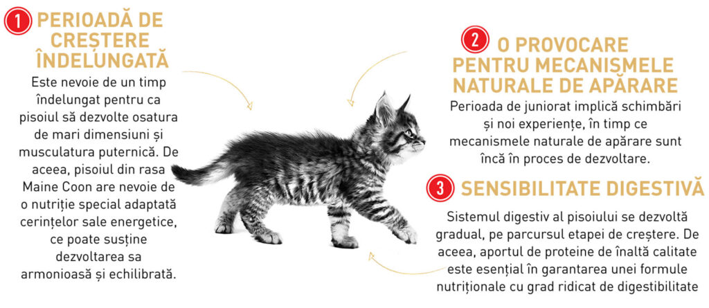 Royal Canin Maine Coon Kitten hrana uscata pisica junior, 10 kg