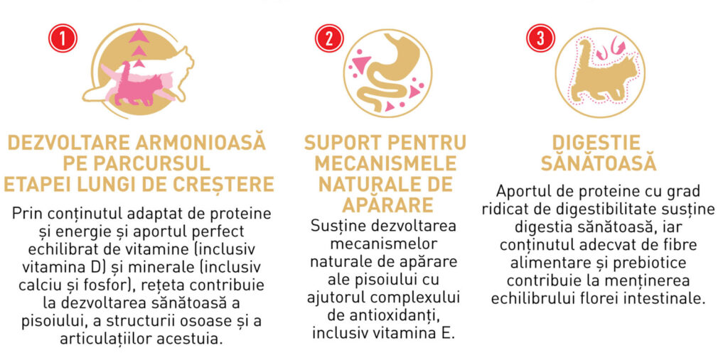 Royal Canin Maine Coon Kitten hrana uscata pisica junior, 10 kg