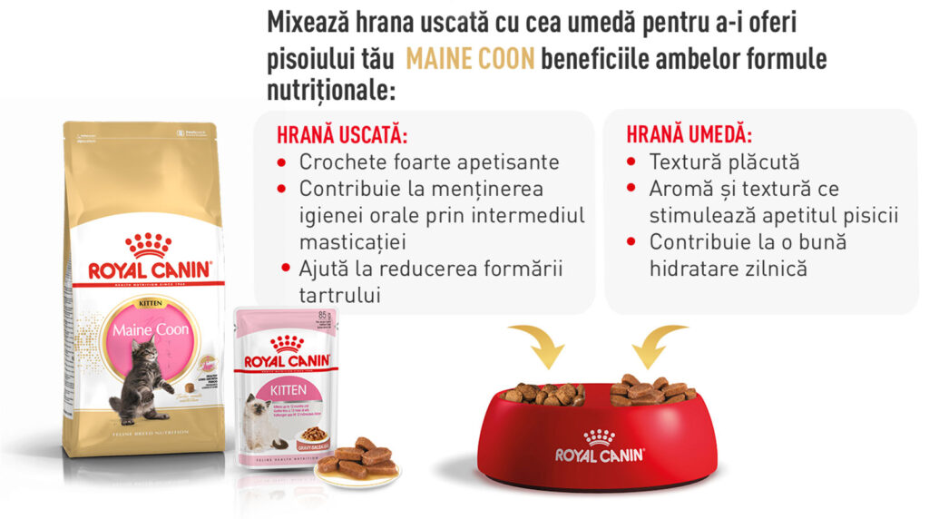 Royal Canin Maine Coon Kitten hrana uscata pisica junior, 10 kg