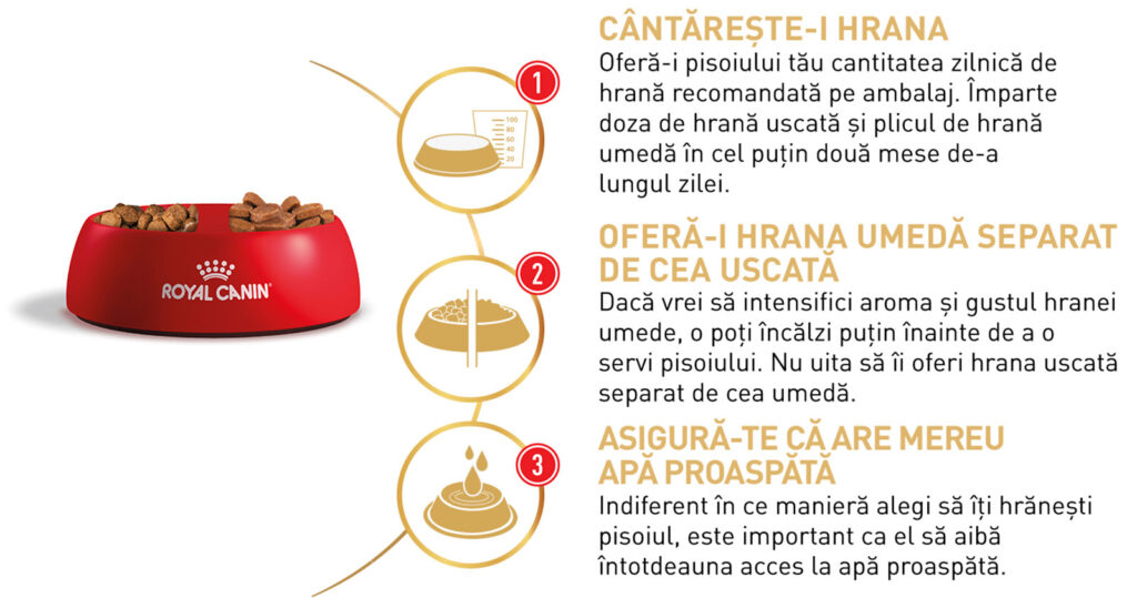 Royal Canin Maine Coon Kitten hrana uscata pisica junior, 10 kg