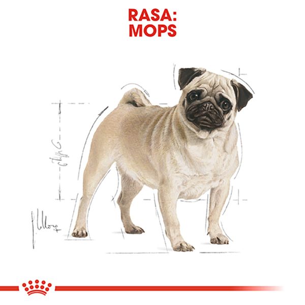 Royal Canin Pug Adult hrana uscata caine, 1.5 kg