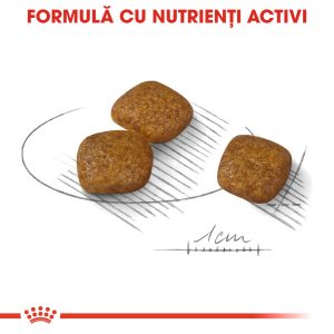 Royal Canin Mini Urinary Care hrana uscata caine, sanatatea tractului urinar, 1 kg