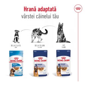 Royal Canin Maxi Adult hrana umeda caine (in sos), 10 x 140 g 12 Royal Canin Maxi Adult hrana umeda caine (in sos), 10 x 140 g