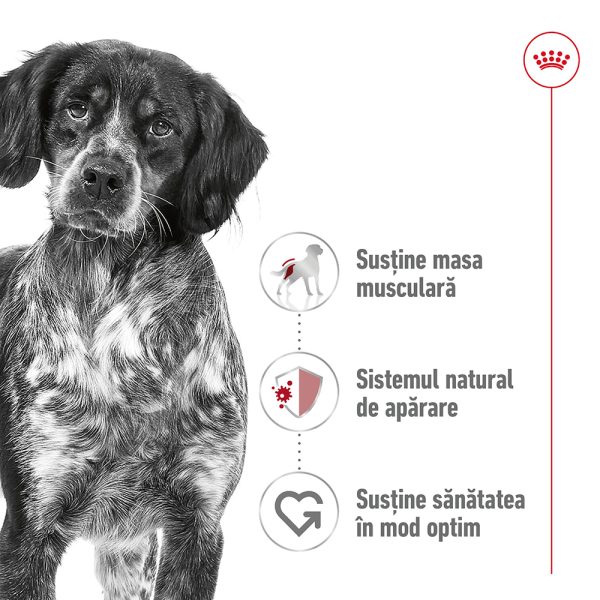 Royal Canin Medium Adult hrana umeda caine (in sos), 10 x 140 g 6 Royal Canin Medium Adult hrana umeda caine (in sos), 10 x 140 g