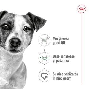 Royal Canin Mini Adult hrana umeda caine (pate), 85 g