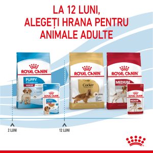 Royal Canin Medium Puppy hrana umeda caine junior (in sos), 10 x 140 g