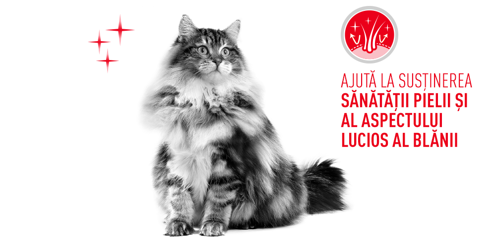 Royal Canin Hair&Skin Care Adult hrana umeda pisica, piele si blana (in sos), 12 x 85 g