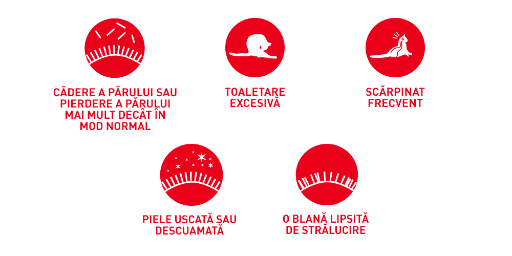 Royal Canin Hair&Skin Care Adult hrana umeda pisica, piele si blana (in sos), 12 x 85 g