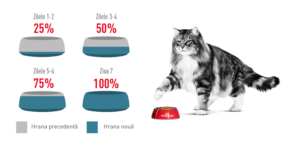 Royal Canin Hairball Care Adult hrana umeda pisica, limitarea ghemurilor de blana (in sos), 12 x 85 g
