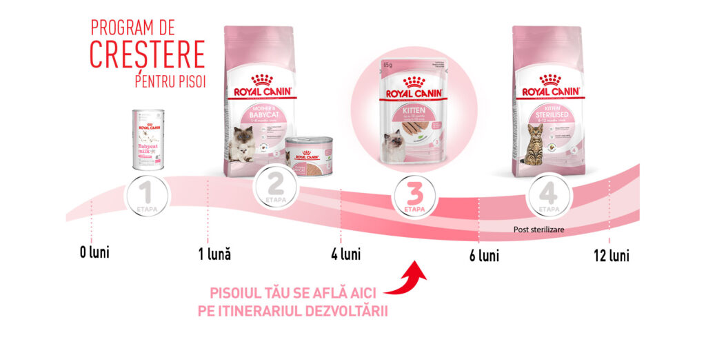 Royal Canin Kitten hrana umeda pisica junior (pate), 12 x 85 g