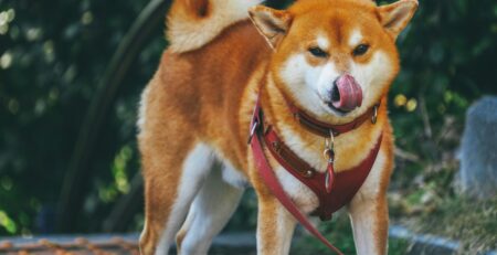 akita inu jesy pet