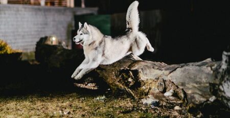 laskan Malamute, câine nordic, rasă de câini activi, câine de familie, îngrijire Malamut, dresaj Alaskan Malamute, boli frecvente la Malamute