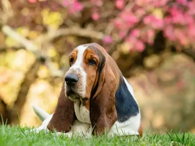 Basset Hound