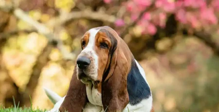 Basset Hound