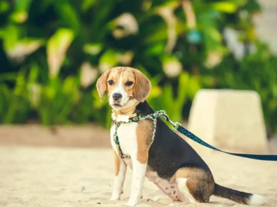 Beagle Hound