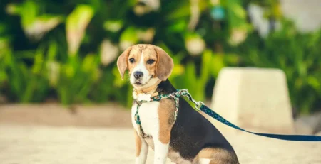 Beagle Hound