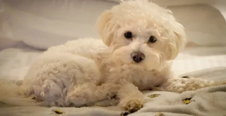 Bichon Maltez – Ghid complet despre câinele mic cu inimă mare