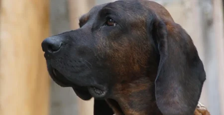 Bloodhound – Câinele detectiv cu nas incredibil și inimă blândă